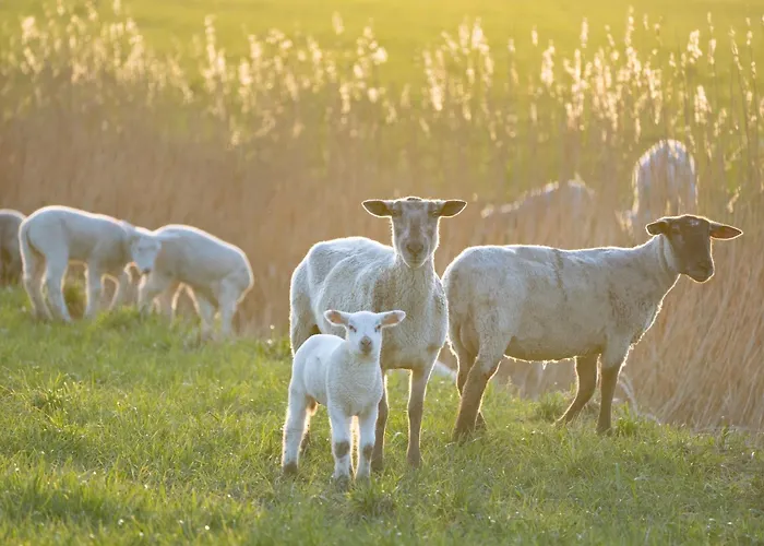 Alte Schule Kleinhoern Апартаменты Вестерхевер